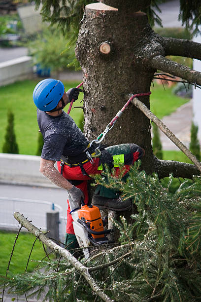 Best Palm Tree Trimming  in Governors Village, NC