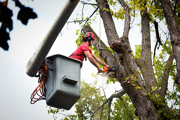 Governors Village, NC  Tree Services Company